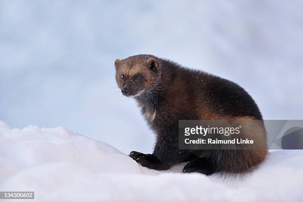 719 Wolverine Animal Photos and Premium High Res Pictures - Getty Images