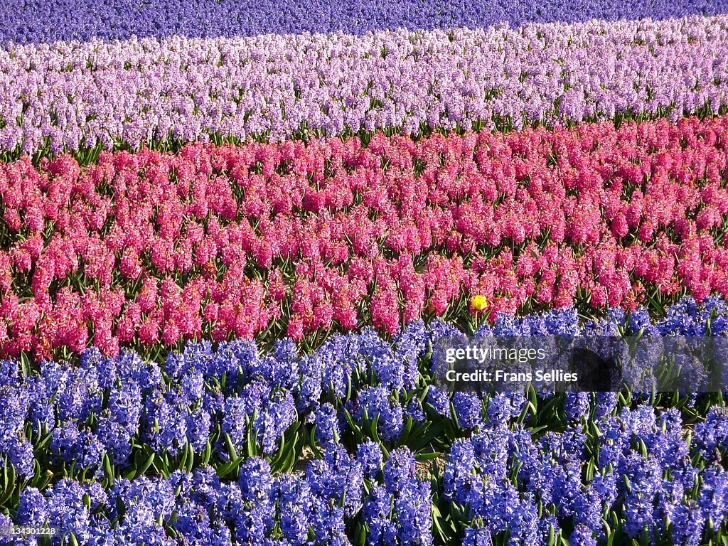 Tulip field