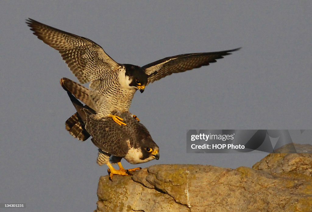 Peregrine Falcons mating