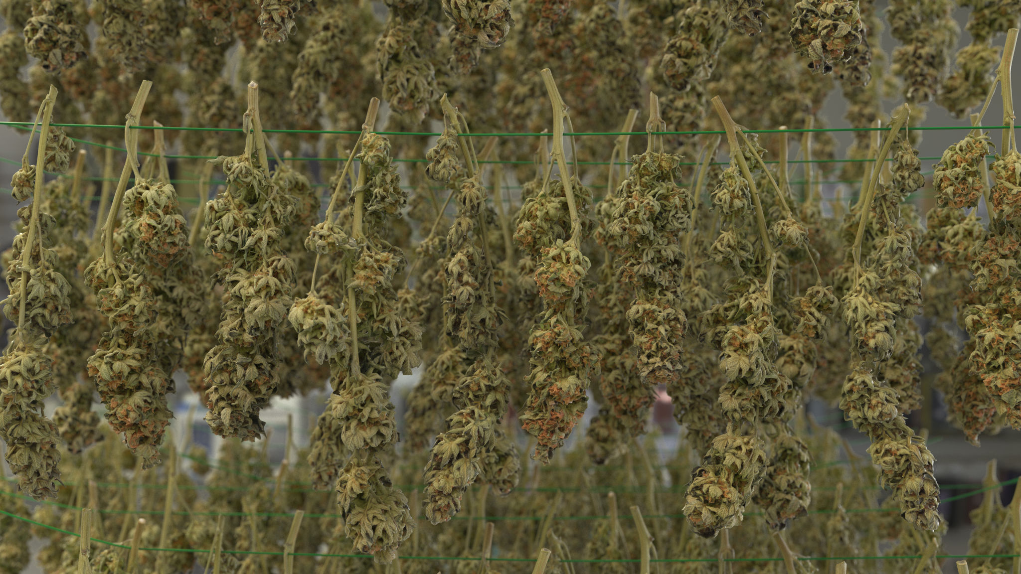 drying cannabis