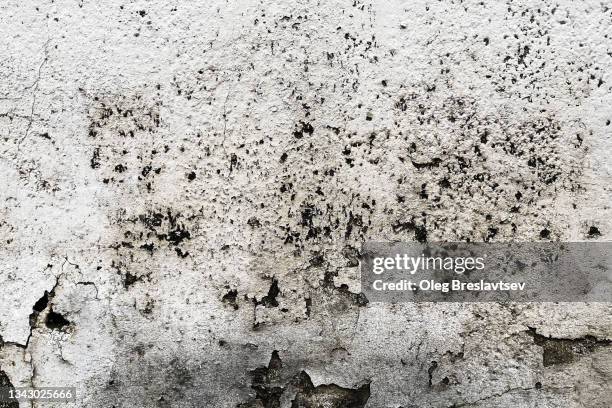 old grunge texture of scratched wall with mould, dirt and chipping away paint - alabaster background stock pictures, royalty-free photos & images