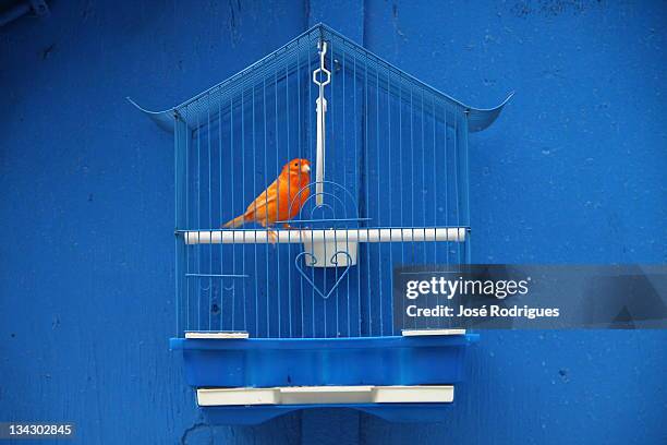canary bird in cage against blue wall - kooi stockfoto's en -beelden