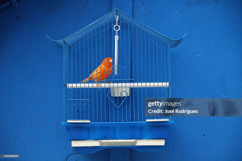 Canary bird in cage against blue wall