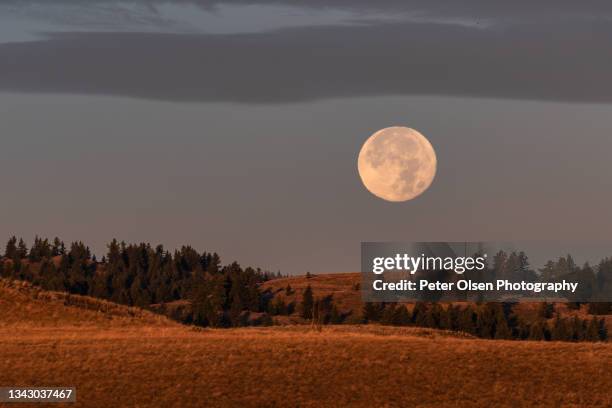 moonset over kamloops, bc 1 - harvest moon stock pictures, royalty-free photos & images