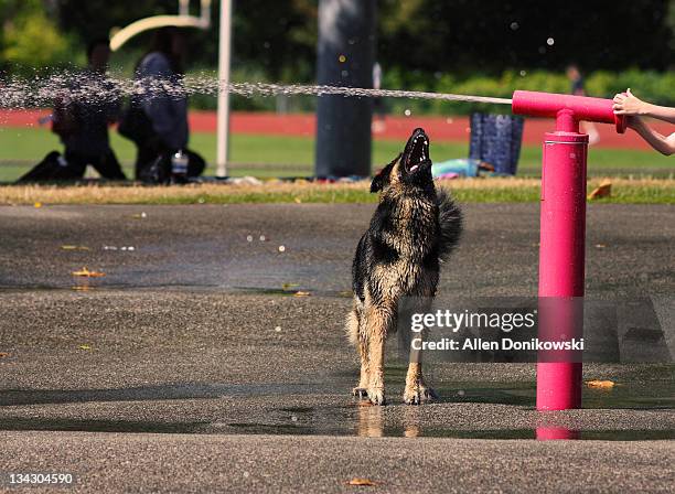 dog at waterpark - german shepherd bark stock pictures, royalty-free photos & images