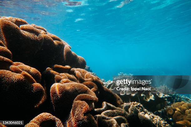 soft coral in clear tropical water, kikaijima, amami islands, japan - amami stockfoto's en -beelden