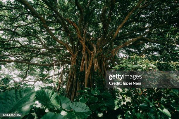 large banyan tree in jungle, kikai island, japan - amami stockfoto's en -beelden