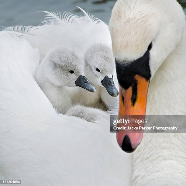 mute swan and cygnets - grupo pequeño de animales fotografías e imágenes de stock