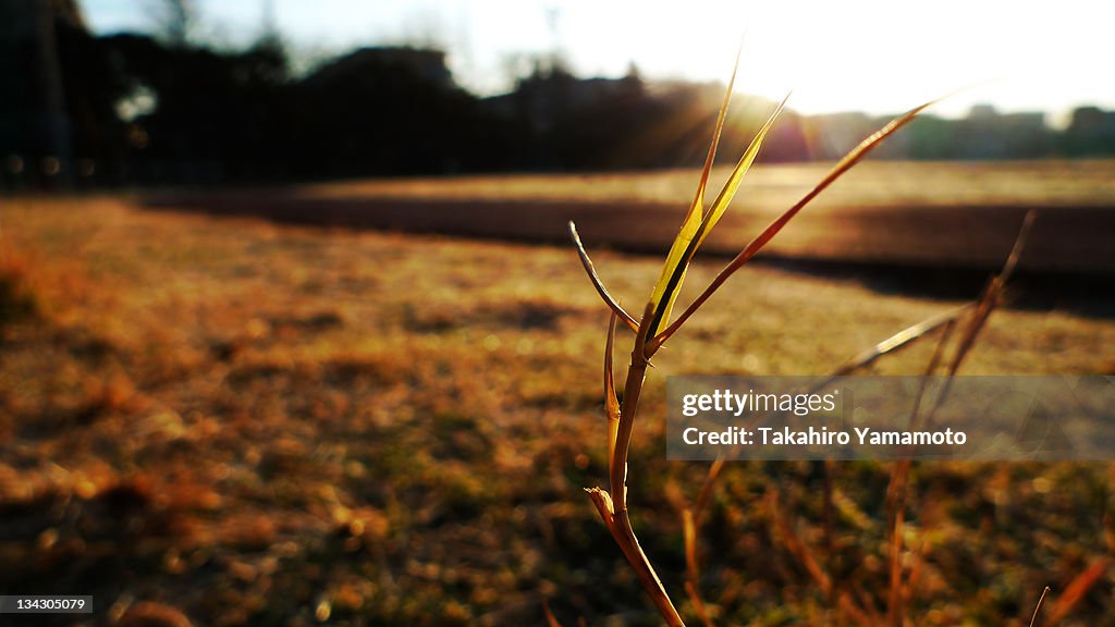 Withered grass in morning sunlight