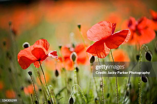 red poppies field - pavot sauvage photos et images de collection