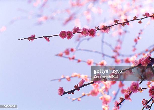 peach blossom - fiore di pesco foto e immagini stock