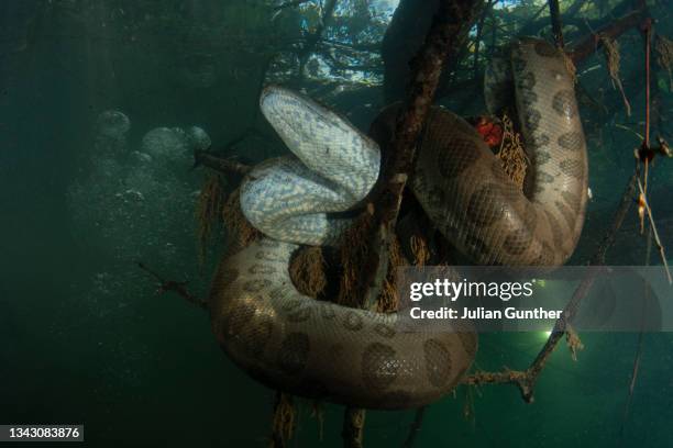 green anaconda supports itself on a submerged tree in the pantanal - anaconda snake stock pictures, royalty-free photos & images