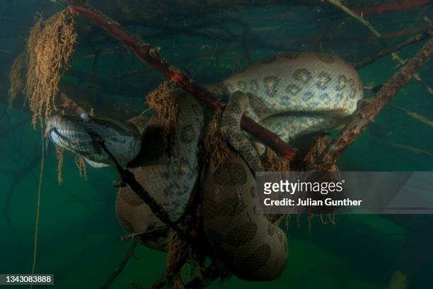 green anaconda supports itself on a submerged tree in the pantanal - sunbeam snake stock pictures, royalty-free photos & images