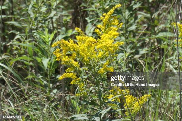 goldenrod or ragweed - ambrosia stock-fotos und bilder