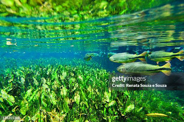 natural aquarium in brazil - bonito stock pictures, royalty-free photos & images