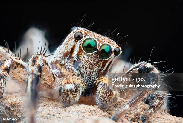 macro photos of jumping spider - jumping spider stock pictures, royalty-free photos & images