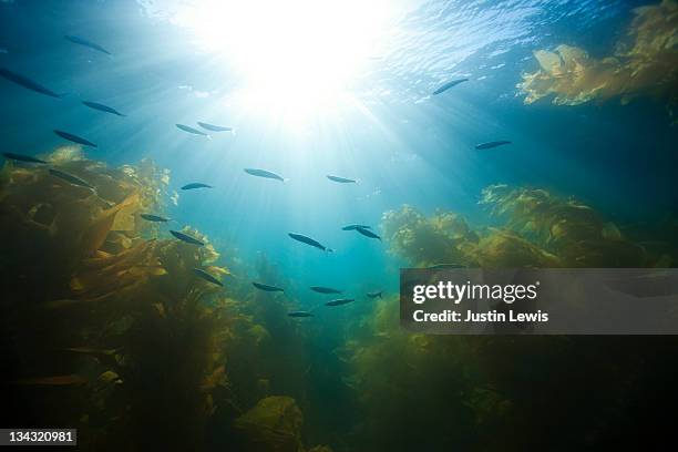 small school of fish in giant kelp. - alge stock-fotos und bilder