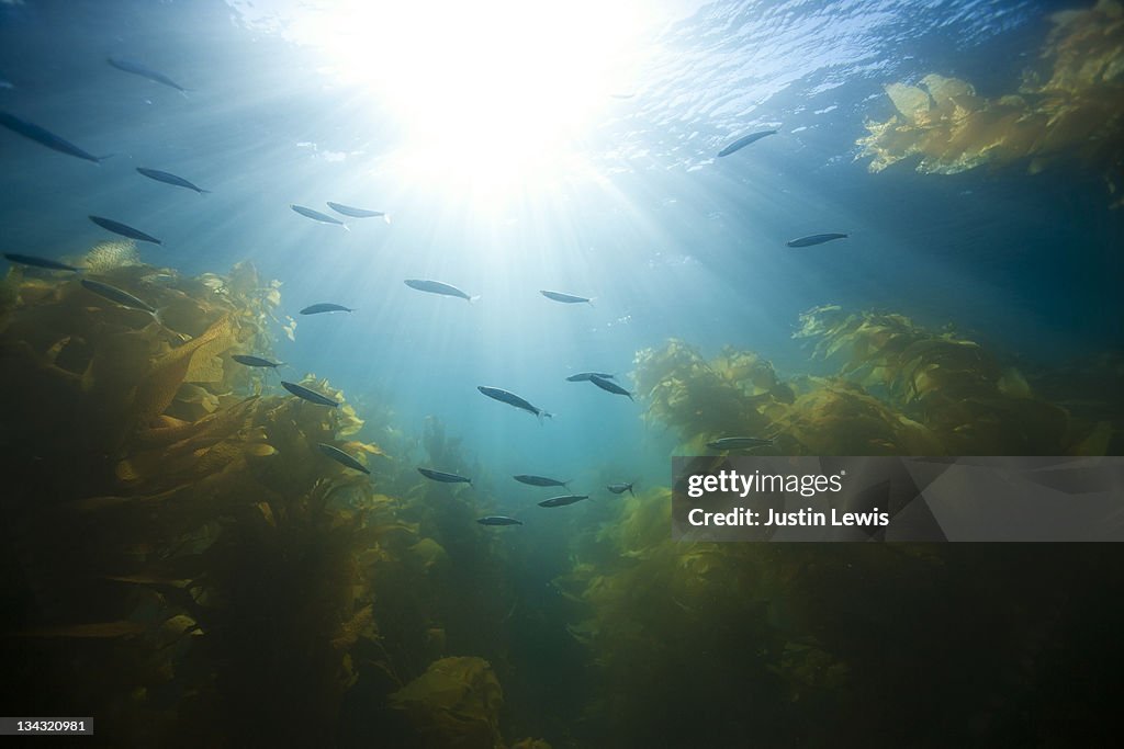Small school of fish in giant kelp.
