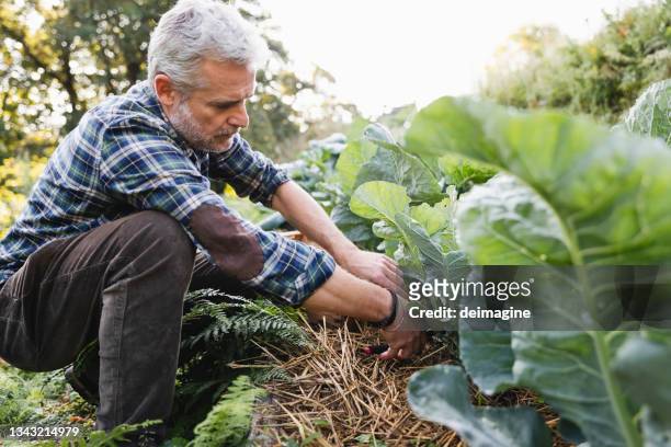 agricultor recogiendo repollo de un jardín biodinámico - cabbage family fotografías e imágenes de stock