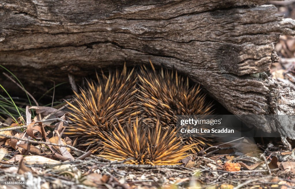Echidna log