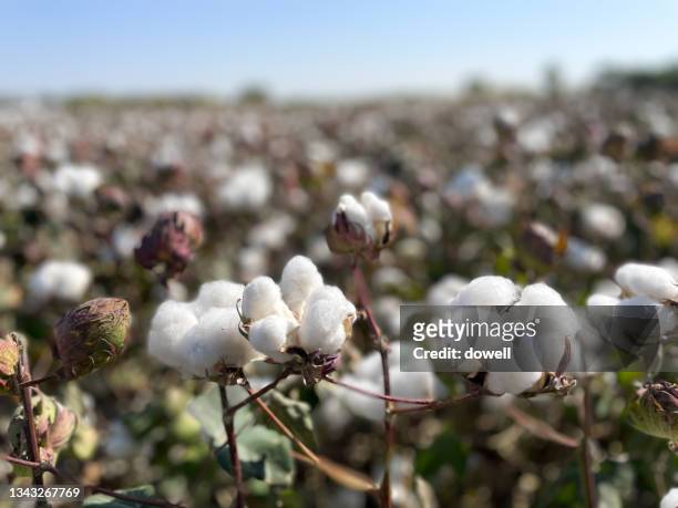 cotton plantation in xinjiang - cotton stock-fotos und bilder
