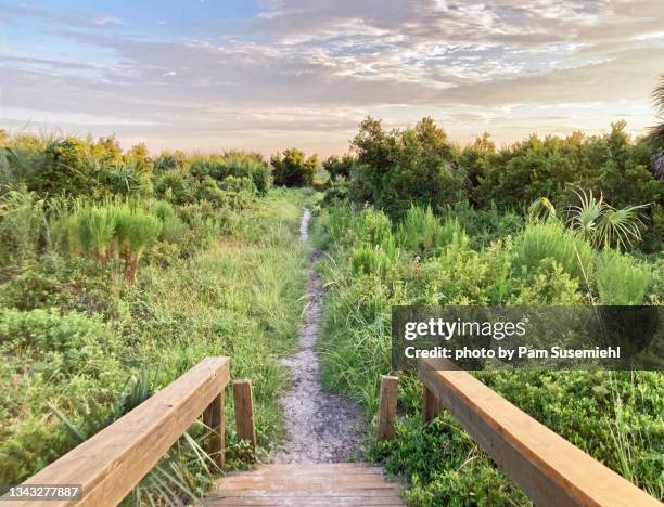 footpath to beach through lush area - tybee island stock pictures, royalty-free photos & images