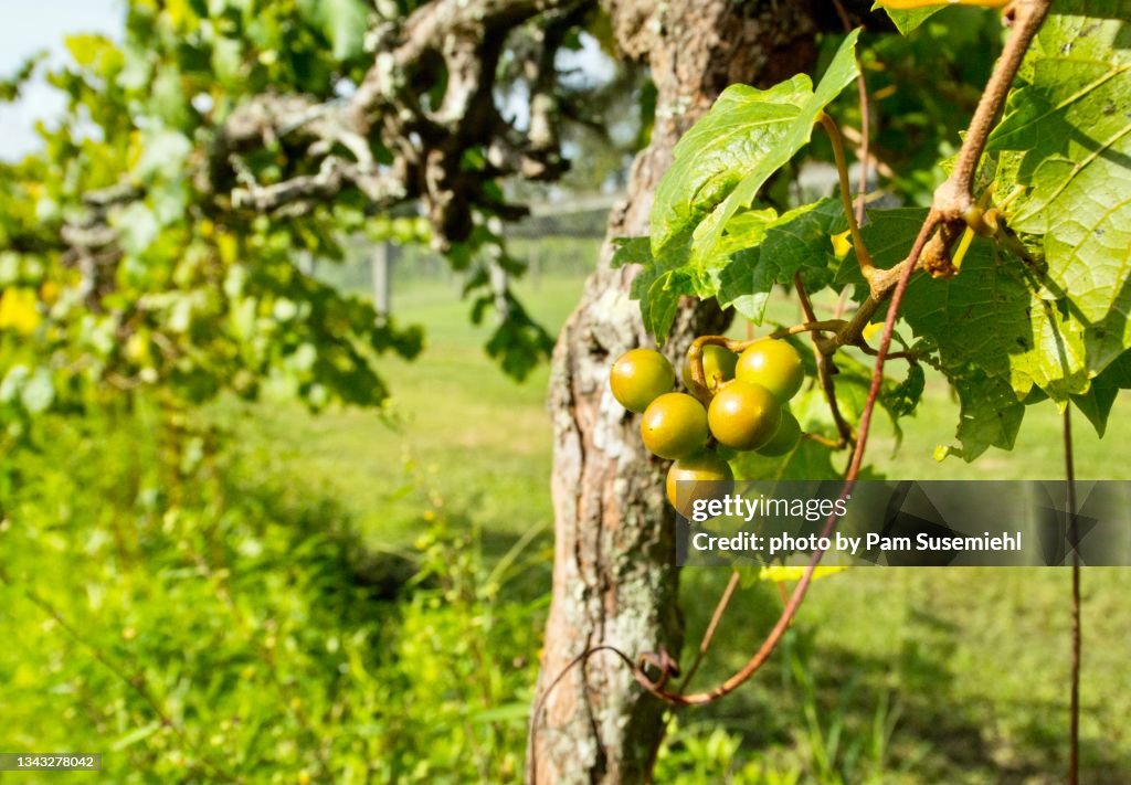 Close-Up of Scuppernong Grapes Growing on the Vine