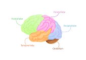 Structure of cerebral cortex illustration. Colored anatomical regions responsible for intelligence and movement.