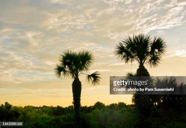 palmetto trees silhouetted at sunrise - palmetto stock pictures, royalty-free photos & images