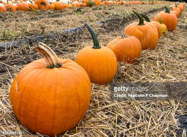 pumpkins for halloween, cut and ready for collection from pumpkin patch. - pumpkins in a row stock pictures, royalty-free photos & images