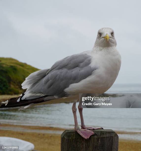 sea gull - seagull stock-fotos und bilder