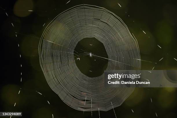 564 Spider Web Circle Stock Photos, High-Res Pictures, and Images ...