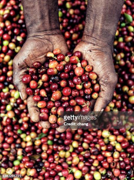 kaffee ernte - jamaica stock-fotos und bilder