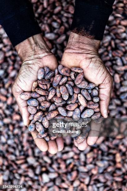 kakaobohnen - cacao beans stock-fotos und bilder