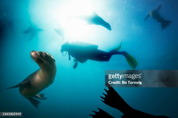 scuba diver and sea lions - bo tornvig photos et images de collection
