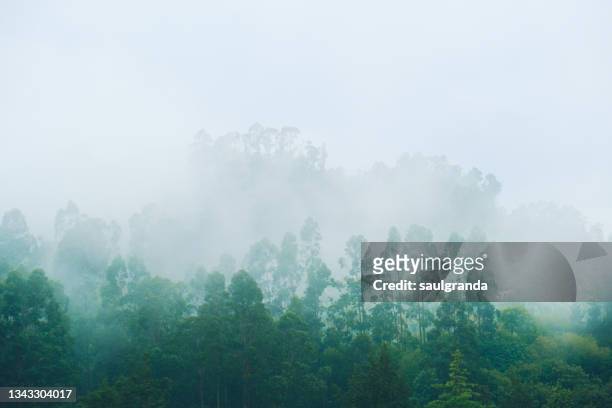 eucalyptus forest on a foggy day - ユーカリの木 ストックフォトと画像