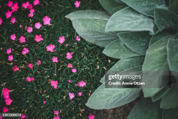 looking down at garden - big ears stock pictures, royalty-free photos & images