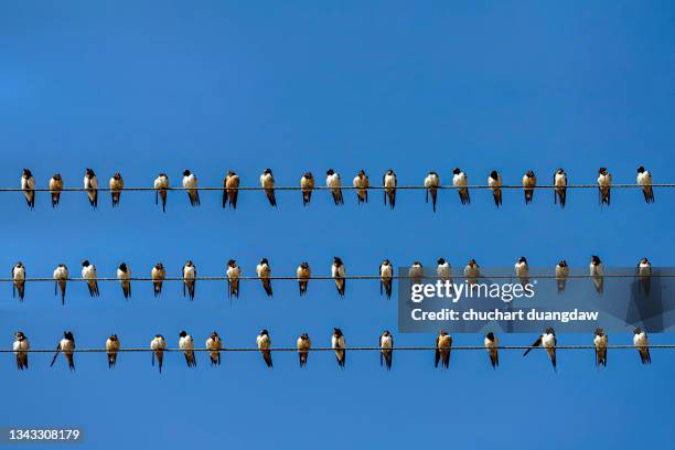 bird, flock of swallows perch on three power line and sky background - zwaluw stockfoto's en -beelden