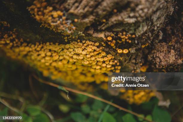 tiny mushroom fungus - minnesota forest stock pictures, royalty-free photos & images