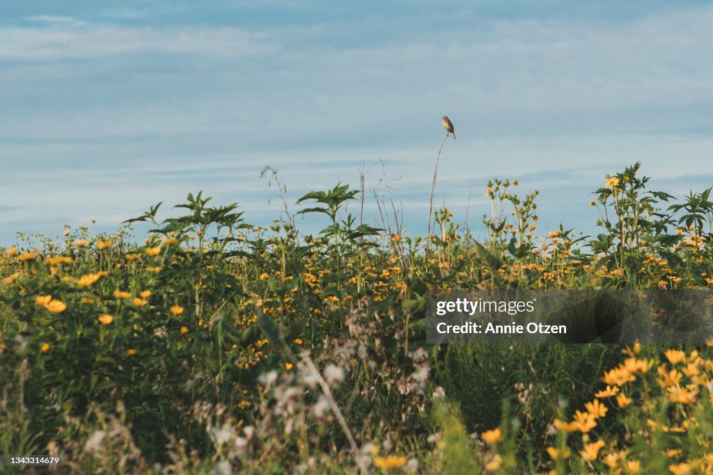 Song Bird on the Prairie