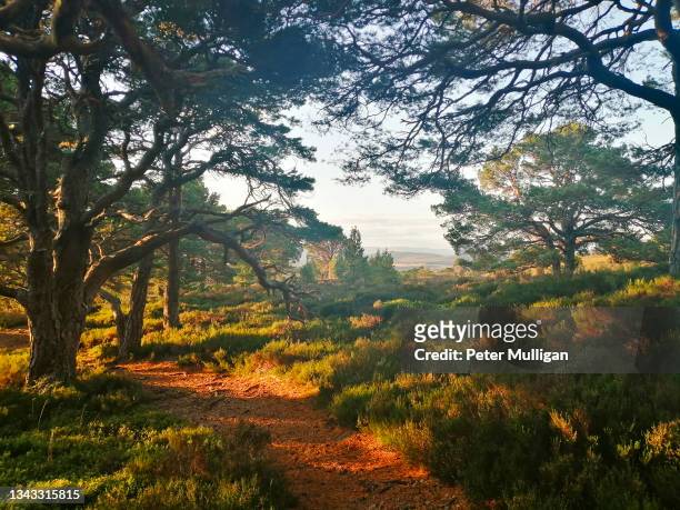 golden evening light floods into the ancient trees of rothiemurchus forest in the cairngorms, highland , scotland - clearing in woods stock-fotos und bilder
