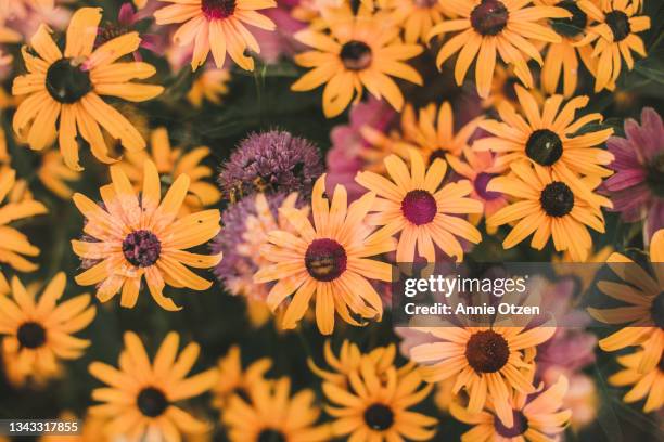garden flowers double exposure - black eyed susan vine stock pictures, royalty-free photos & images