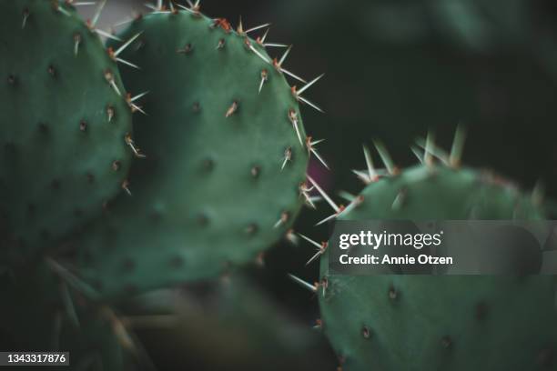 prickly pear cactus - kaktus stock-fotos und bilder