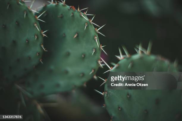 prickly pear cactus - cactus stockfoto's en -beelden