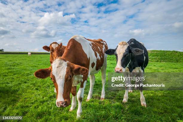 cows on a green grass field - gelderland stock pictures, royalty-free photos & images