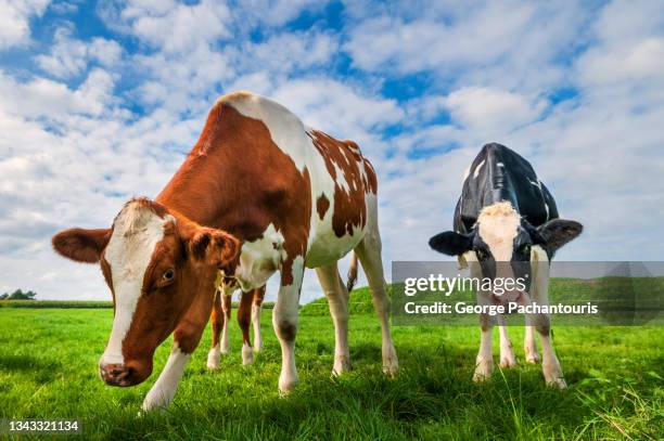 cows on a green grass field - cow eyes stock pictures, royalty-free photos & images