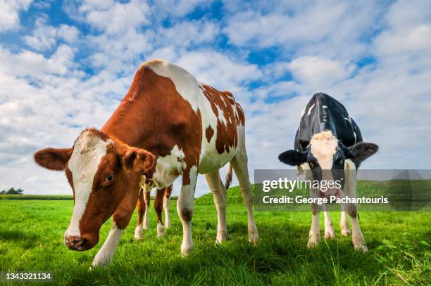 cows on a green grass field - cow eye - fotografias e filmes do acervo