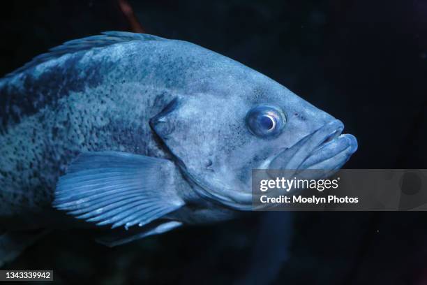 Blue Fish Rocks Blue Rockfish Photos and Premium High Res Pictures - Getty Images