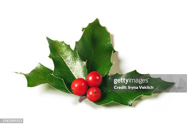 holly leaves decoration with red berries. - twig stockfoto's en -beelden