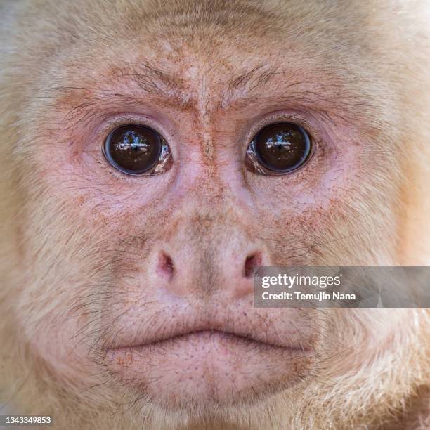 927 White Faced Capuchin Stock Photos, High-Res Pictures, and Images ...